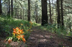 Castilleja tenuiflora