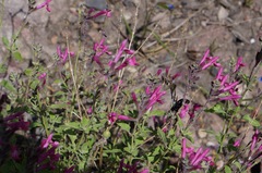 Salvia lemmonii