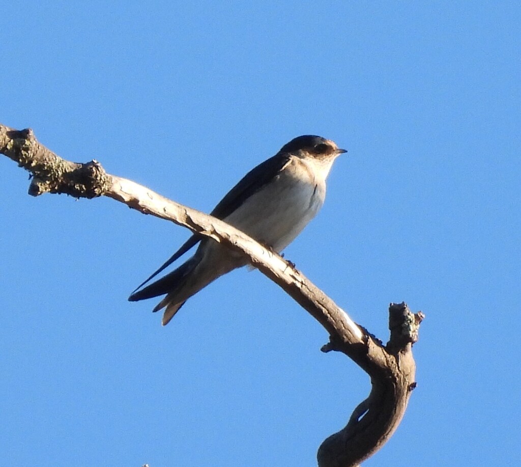 Tree Martin Rump White Tree Martin from Dimboola VIC 3414, Australia on May 12, 2025 at 04:33 ...
