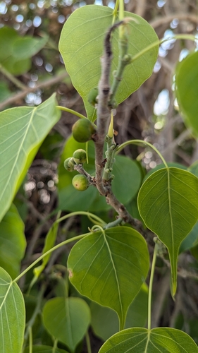 Ficus religiosa