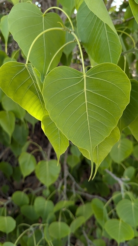 Ficus religiosa