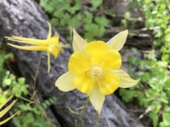 Aquilegia chrysantha