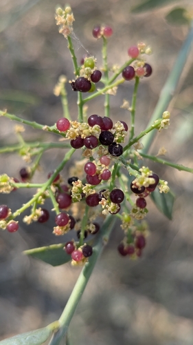 Image of Salvadora persica by no rights reserved