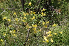 Aquilegia chrysantha