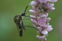 Lepidophora lepidocera