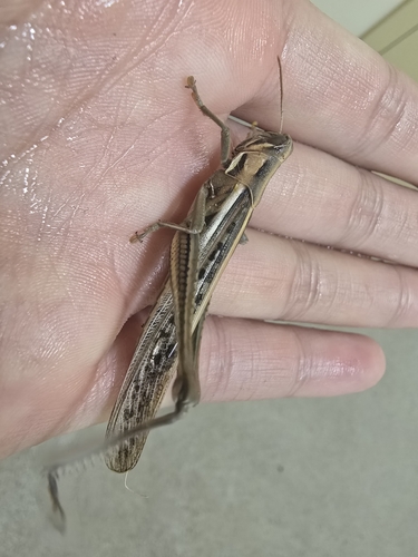 Spur-throated Locust photo 5