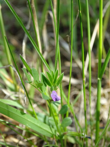 Image of Vicia lathyroides by (c) Grzegorz Grzejszczak, some rights reserved (CC BY-SA)