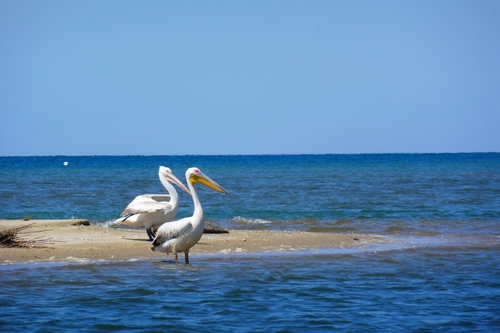 Pelícano común (Pelecanus onocrotalus)