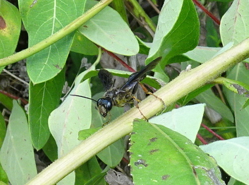Brown-legged Grass-carrying Wasp photo 4