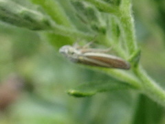 Graphocephala hieroglyphica