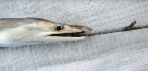 Common pike conger (Muraenesox bagio) — Muraenesocidae — 4