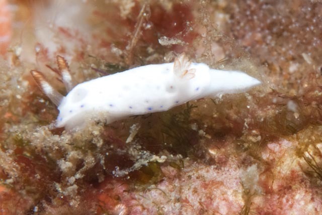 Holey Split-tooth Dorid