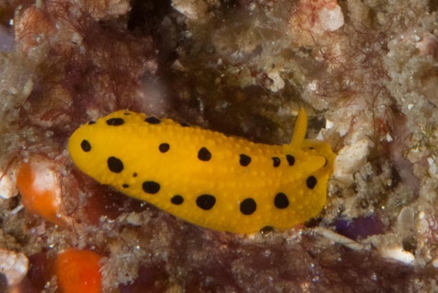 Polka-dotted Nudibranch