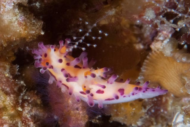 Sunset Knobbed Dorid