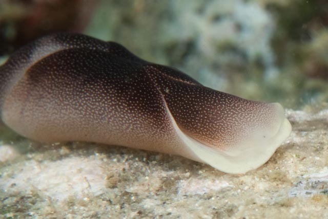 Lovely Headshield Slug