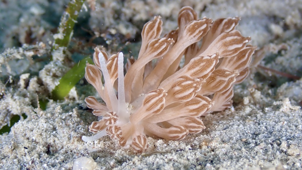 Mimic Nudibranch