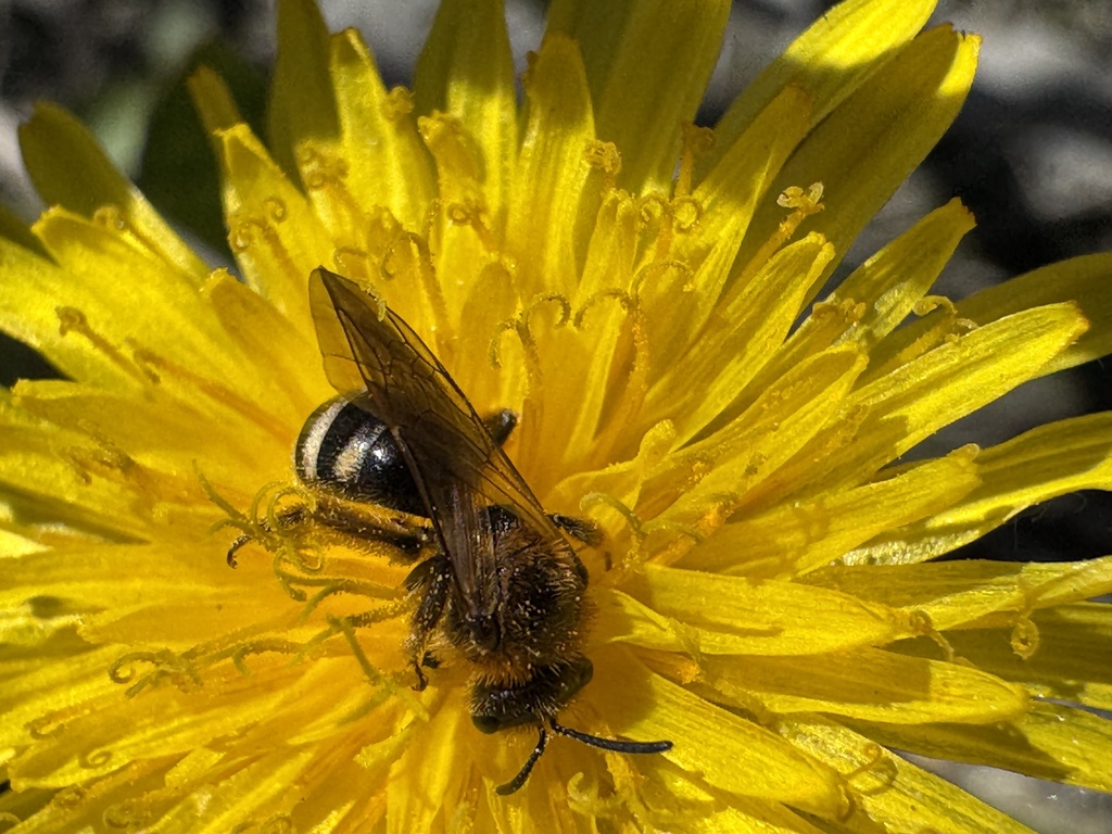 Lasioglossum laeve