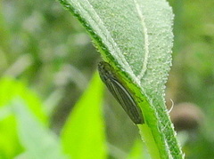 Graphocephala hieroglyphica