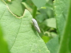 Graphocephala hieroglyphica