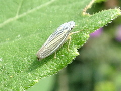 Graphocephala hieroglyphica