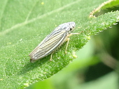 Graphocephala hieroglyphica