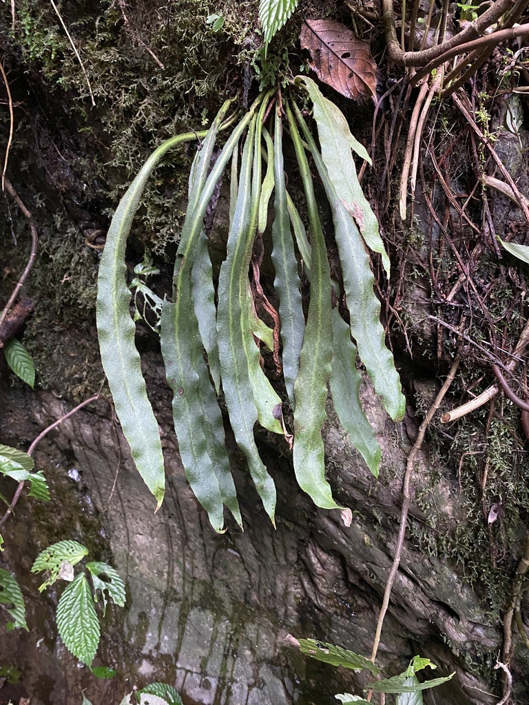 Pyrrosia mannii (Pyrrosia mannii)