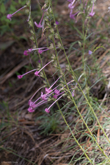 Ipomopsis macrosiphon