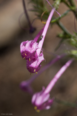 Ipomopsis macrosiphon