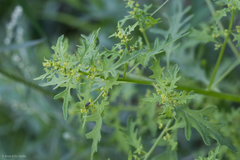 Dysphania graveolens