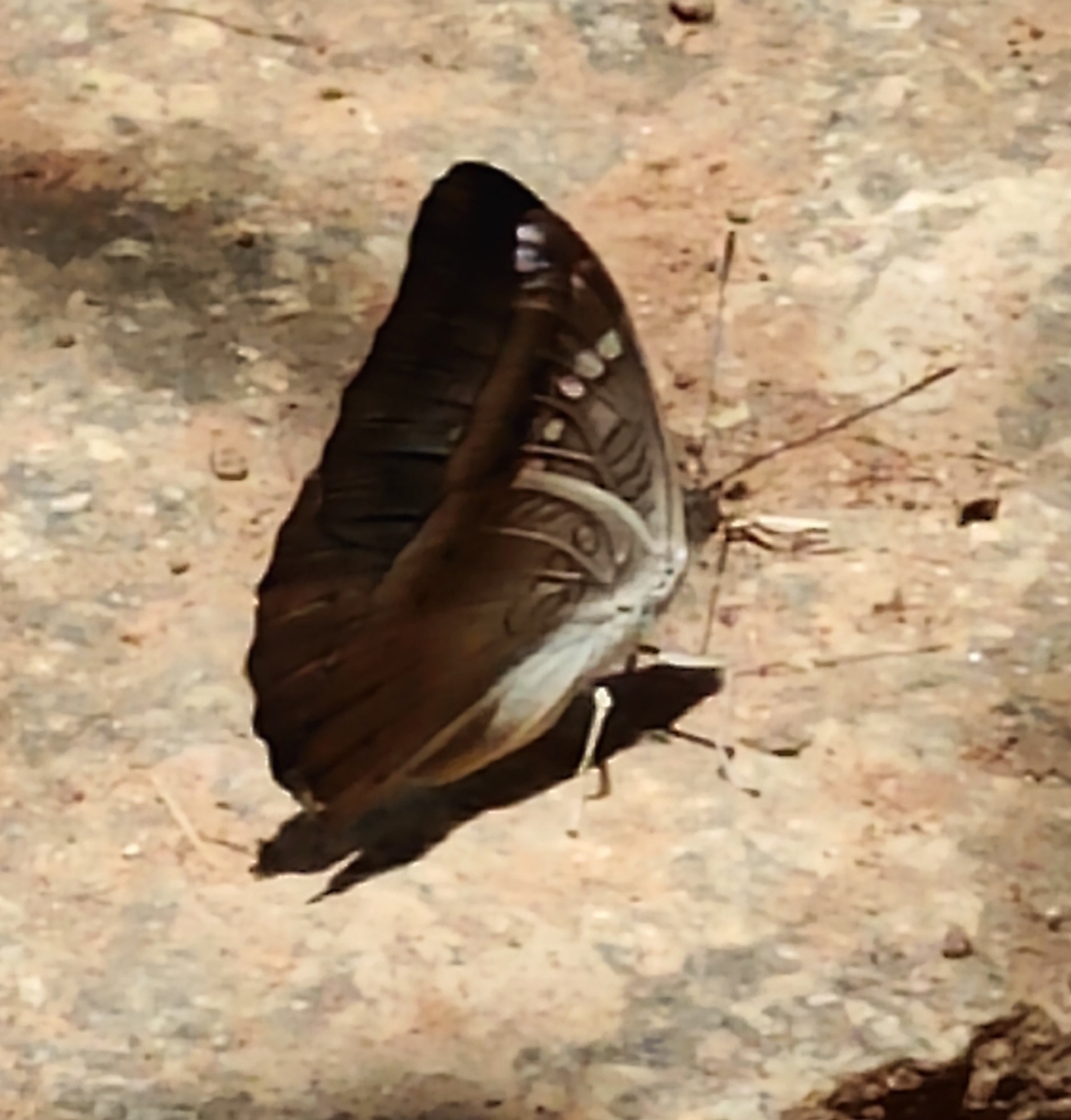 Common Baron