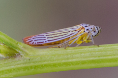 Graphocephala aurora