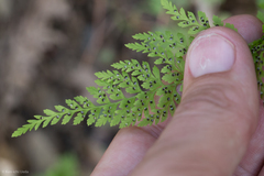 Cystopteris reevesiana