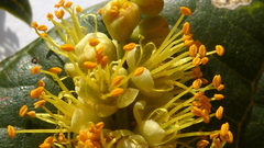 Tachigali densiflora