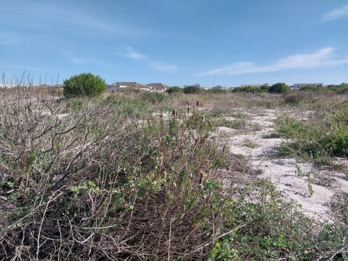 Heady Catstailbush (Microdon capitatus)