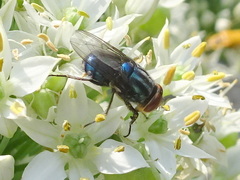 Cochliomyia