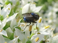 Cochliomyia