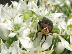 Cochliomyia