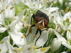 Cochliomyia