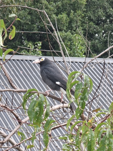 Pied Currawong, Menzies Creek VIC 3159, Australia, photo 6 of 10