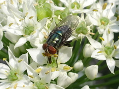 Cochliomyia
