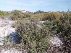 Ruschia tecta, photograph (c) De Waal Hugo, some rights reserved (CC BY)