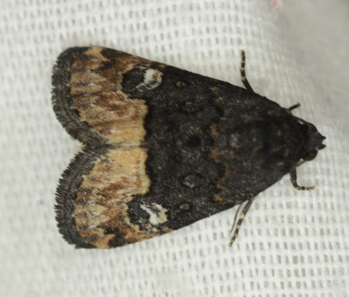 Swift Brown photo 2