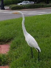 Ardea alba egretta