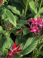 Polistes arizonensis