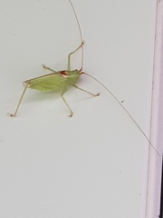 Nipponomeconema musashiense
