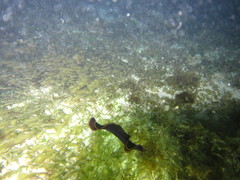 Pseudobiceros splendidus