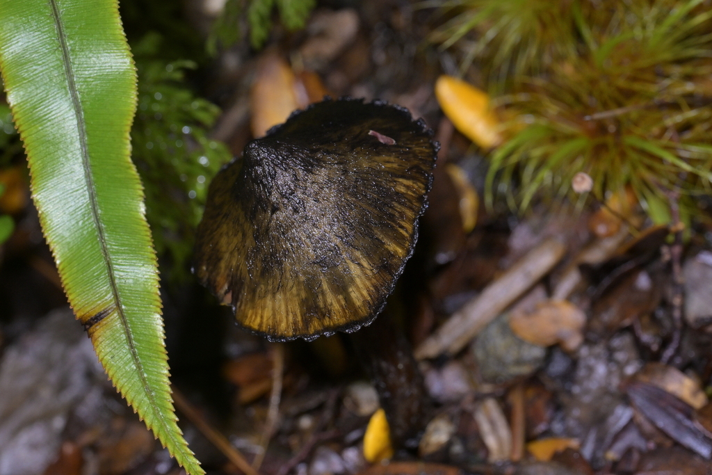 Hygrocybe astatogala · May 2025 · photo: © christopherstephens (iNaturalist, cc-by)