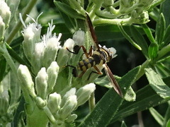 Trichopoda plumipes