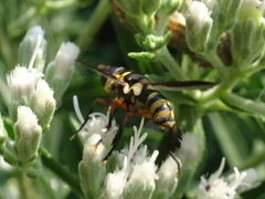 Trichopoda plumipes