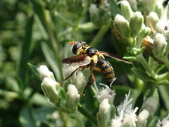 Trichopoda plumipes